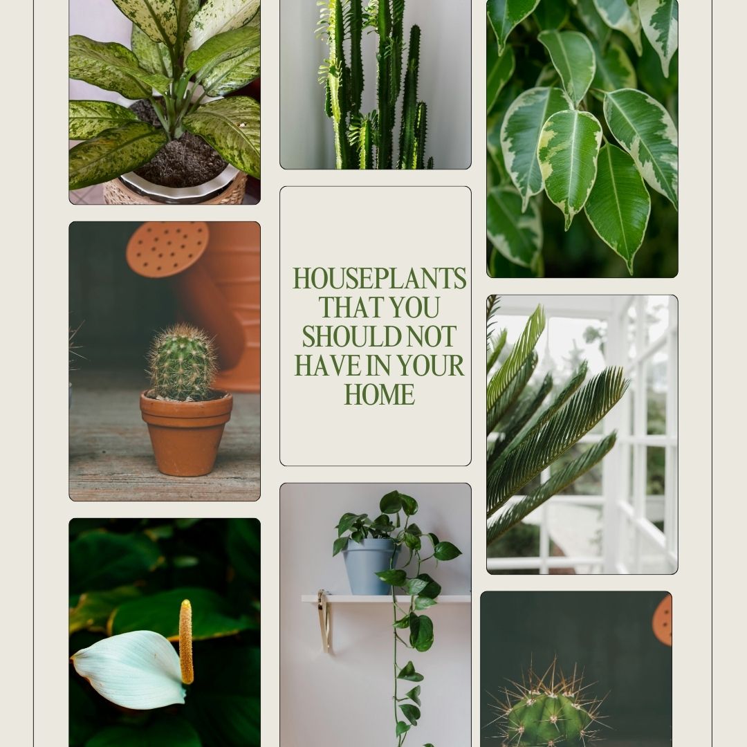 Houseplants That You Should Not Have in Your Home