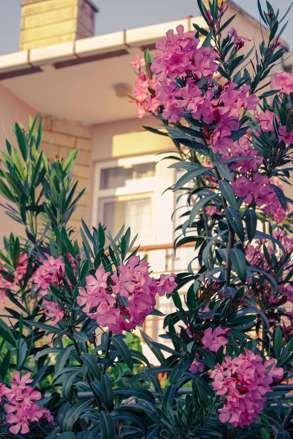 Oleander