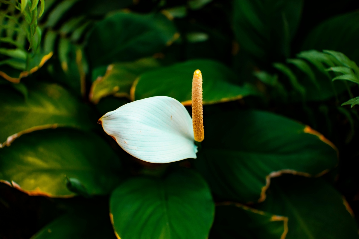 Peace Lily