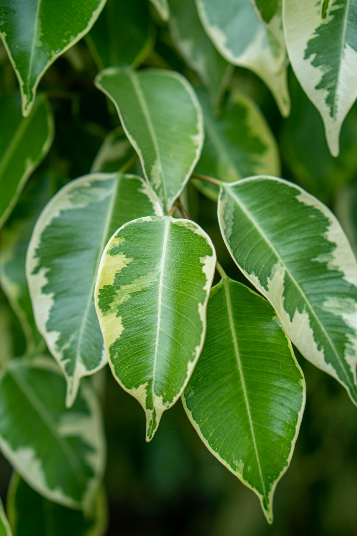 Weeping Fig