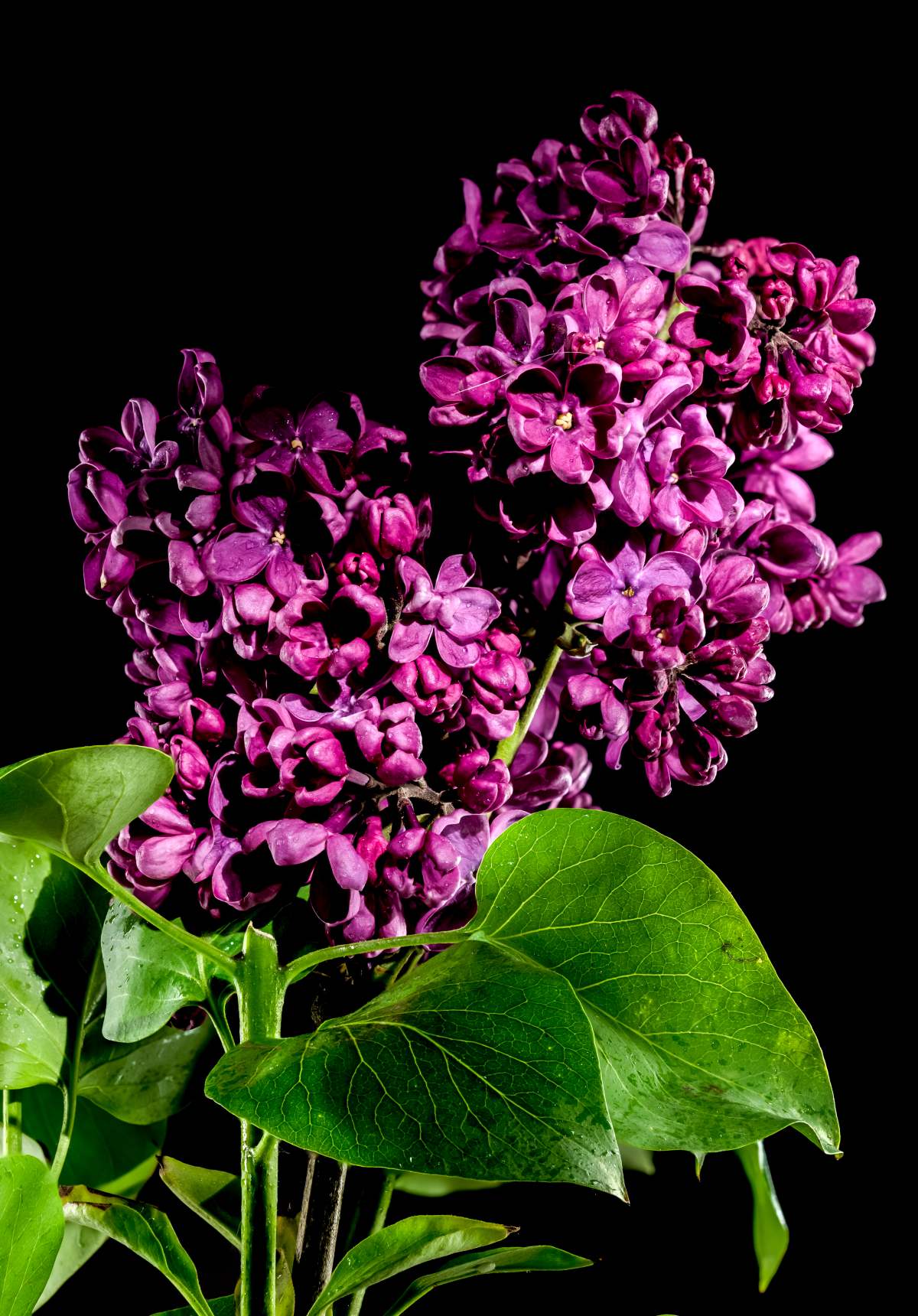 Flower plant lilac