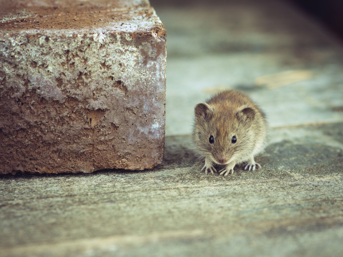 Scents You Should Use To Keep Mice Out Of Your Home For Good