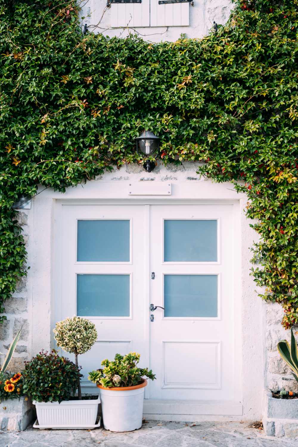 Facade of the building is entwined with green ivy with a white door